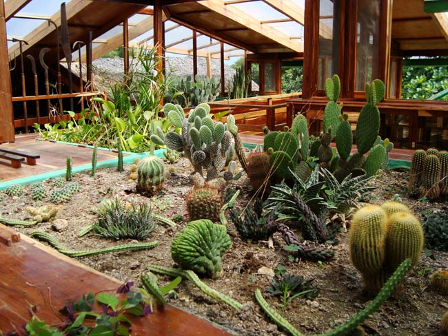 Cuidar un cactus Cuidar un cactus