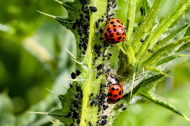 Cómo detectar plagas en el jardín
