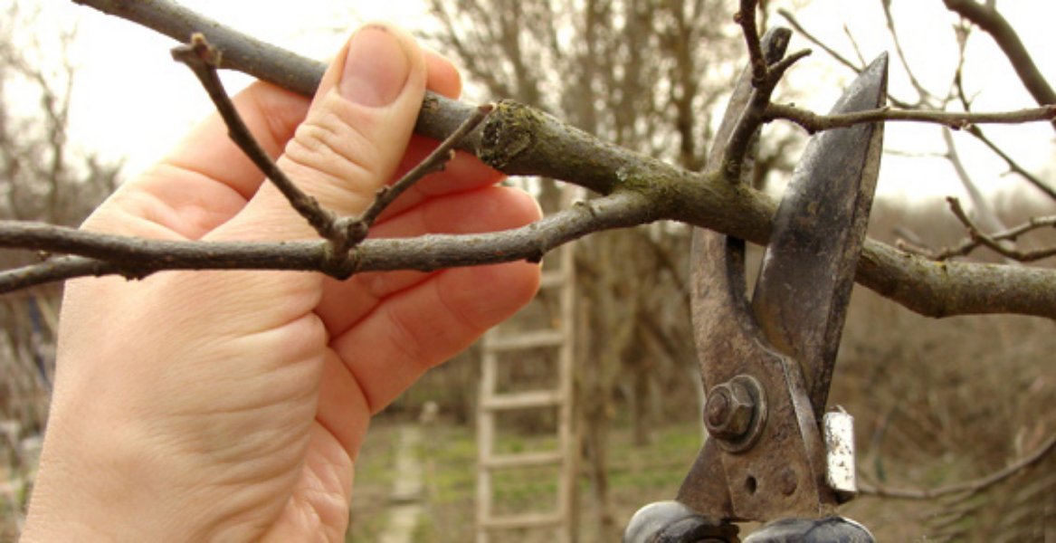 Algunos consejos para la poda de árboles