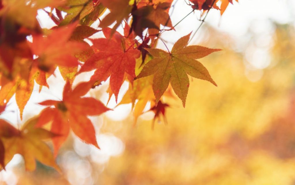 otoño 2020 plantar en otoño