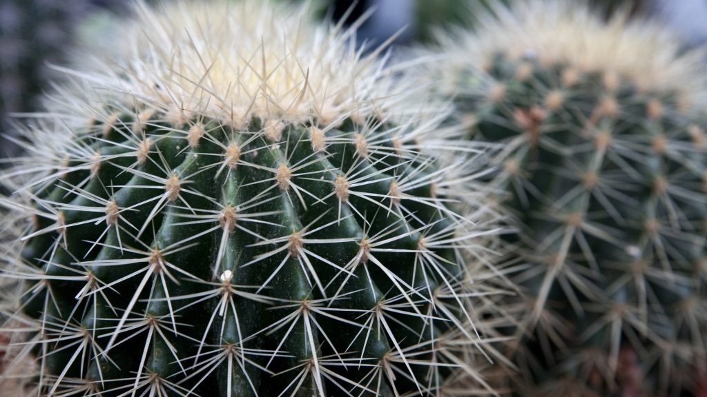 cactus Cactus