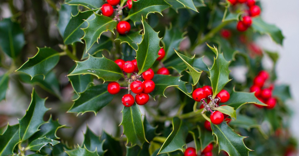 Acebo plantas navideñas