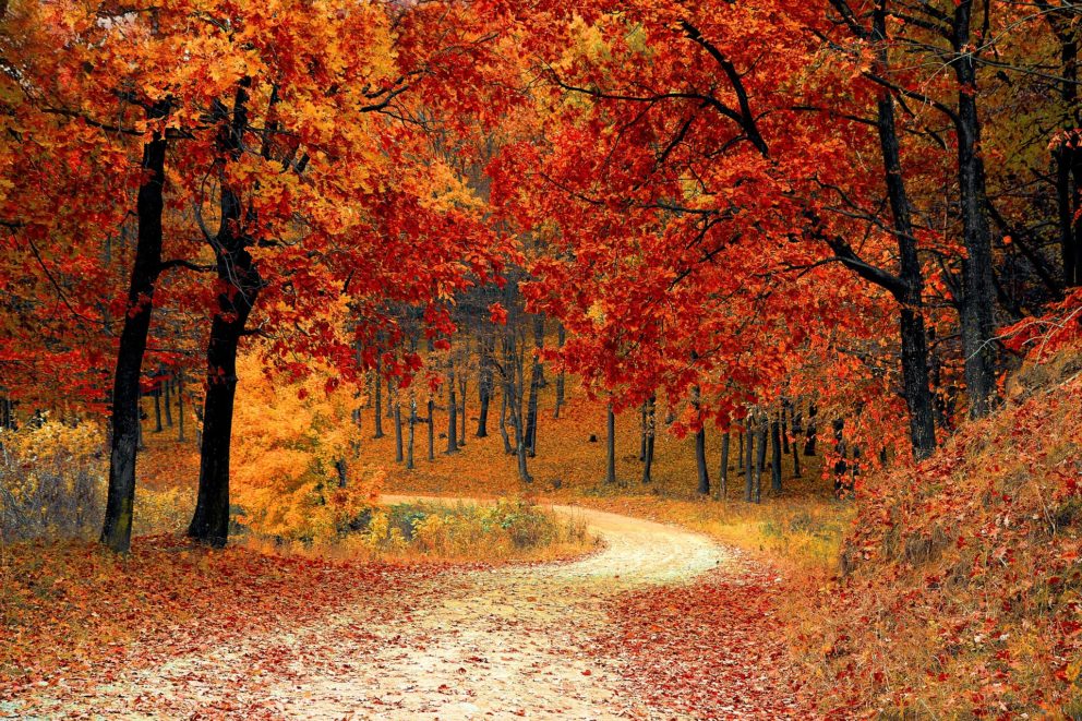 plantar en otoño Otoño