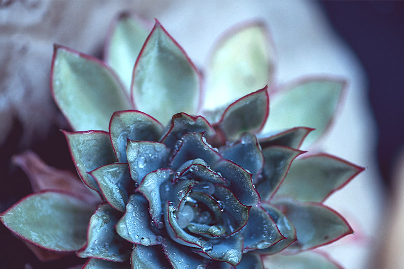 Flor verde 1 Flor verde1