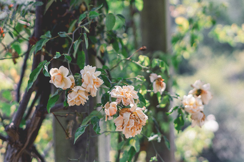Mantenimiento zonas comunes jardín