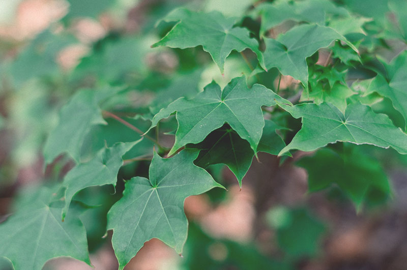 Servicios Cuidado Vegetal